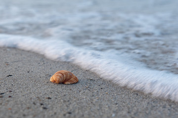 Muschel am Strand im Sand