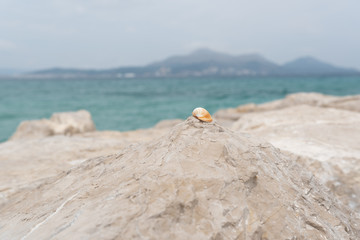 Obraz premium Muschel auf Sein am Meer