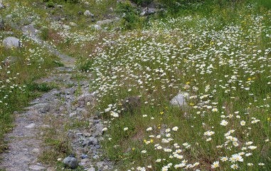 Obraz na płótnie Canvas Wildflowers bloom in a meadow in summer