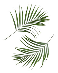 Set of green tropical leaves on white background