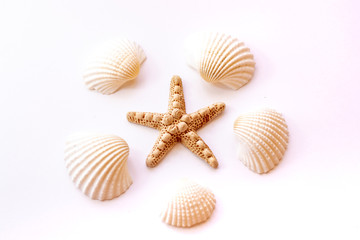 Tropical summer vacation concept. Seashells, starfish on pastel pink background. Summer concept. Top view.