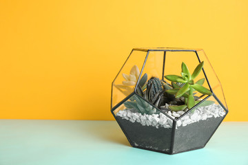 Glass florarium with different succulents on color background, space for text