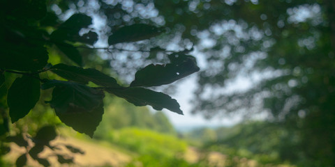 Dutch Landscape in  summer with trees