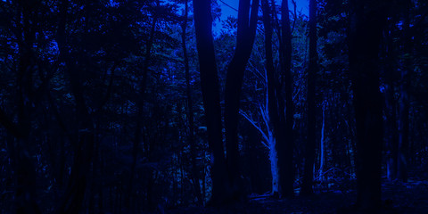 Creepy Dark Forest in The Night