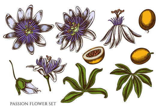 Featured image of post Passion Flower Drawing