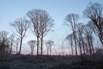 foret d'Orleans en hiver
