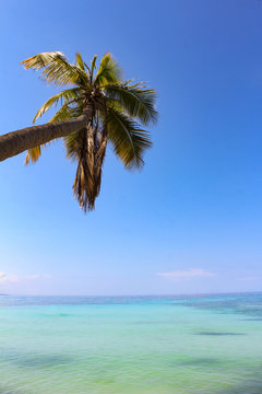 Palm tree in the caribbean sea