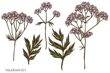 Vector set of hand drawn colored valerian