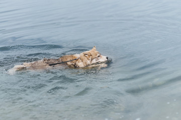 Obraz premium A dog is swimming in a lake or a sea. Siberian husky. Hot summer concept.