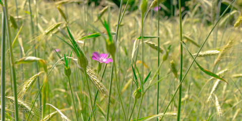 Green rye in on sunny day