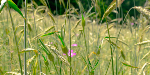 Green rye in on sunny day
