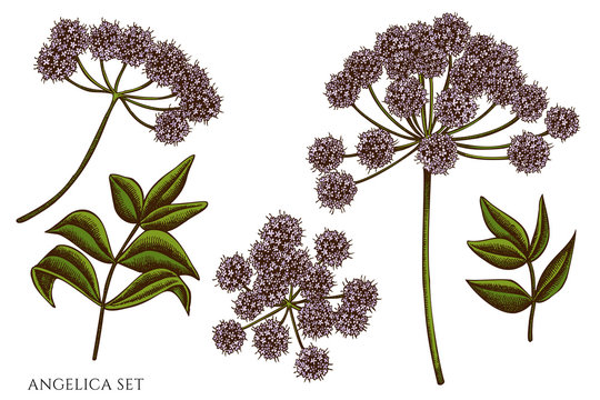 Vector set of hand drawn colored angelica