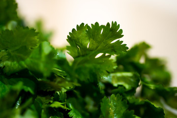 slose up of cilantro
