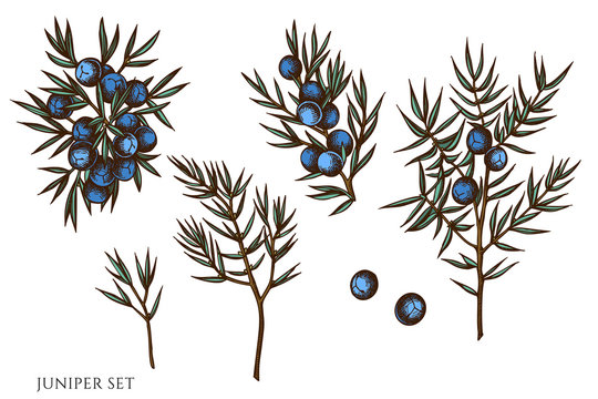 Vector set of hand drawn colored juniper