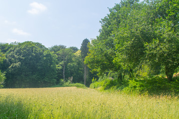 Green rye in on sunny day