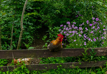 Ein Hahn sitzt auf einem Holzzaun