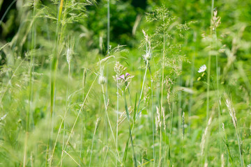 Green rye in on sunny day