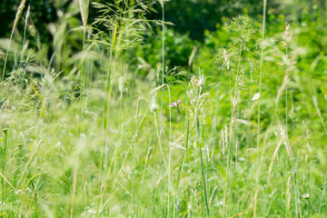 Green rye in on sunny day