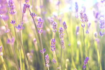 Beautiful Purple Lavender in the Field