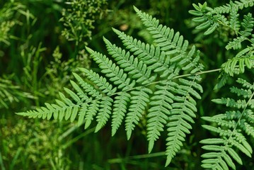 Fototapeta na wymiar a large green leaf on a stalk of a wild fern plant in the forest