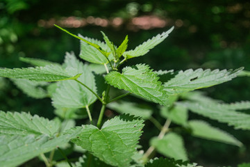 Nettle in the bright sunlight