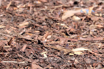 Des copeaux de bois jonchent le sol