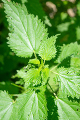 Nettle in the bright sunlight