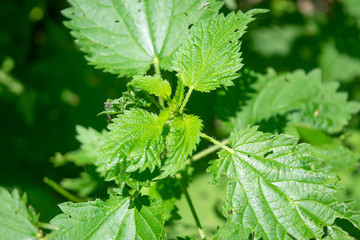 Nettle in the bright sunlight