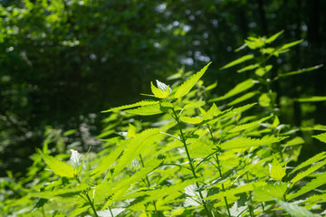 Nettle in the bright sunlight