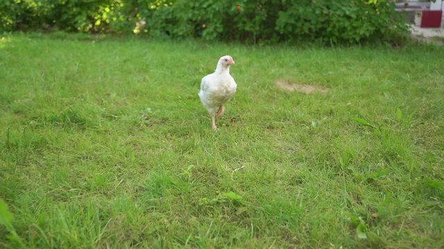 white litte chicken run in the grass on farm