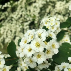 Rosa sempervirens , beautiful white flowers of a green bush in a park in summer