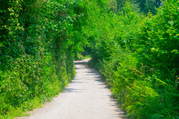 A Stone road in the forest