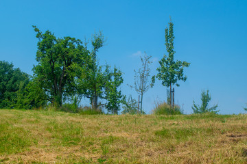 Fototapeta premium Dutch Landscape in summer with trees