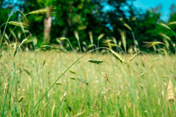 Green rye in on sunny day