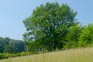 Dutch Landscape in  summer with trees