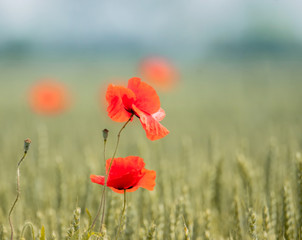 Obraz premium Mohnblumen im Kornfeld
