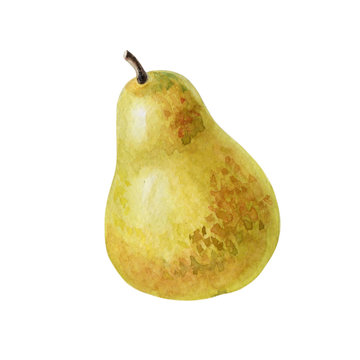 Watercolor one pear.Yellow-green whole ripe fruit.Illustration on summer or autumn theme.