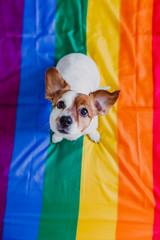 Cute dog jack russell sitting on rainbow LGBT flag in bedroom. Pride month celebrate and World peace concept