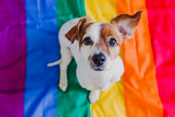 Cute dog jack russell sitting on rainbow LGBT flag in bedroom. Pride month celebrate and World...