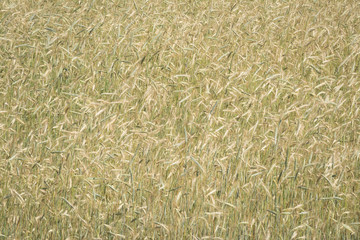 Golden Wheat Background