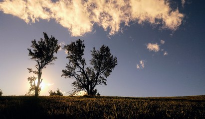 Trees at sunset
