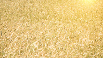 Close up of a wheat field background