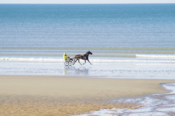 Fototapeta na wymiar Entrainement d'un trotteur sur la plage de Cabourg en Normandie