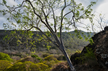 Sunlit Tree in Interior of Galapagos Island Landscape Ecuador