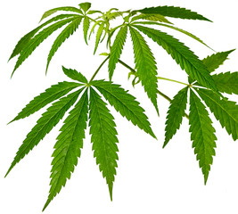 branch with green hemp leaves on a white background isolate for concept technical culture,...