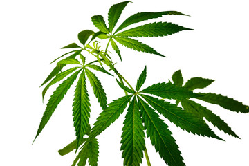 dark green hemp leaves on a white background isolate for concepts of technical culture, medicine,...