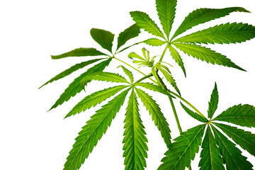 green hemp leaves on a white background isolate for concepts of technical culture, medicine,...