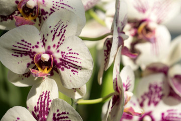 Blooming White Orchids with Purple Dots