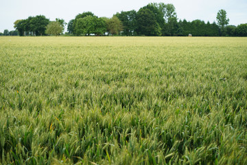 Champ de blé