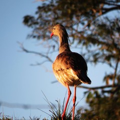 seriema (Cariama cristata) 